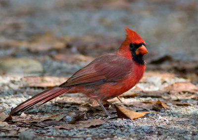 Cardinal rouge / Cardinalis cardinalis / Northern Cardinal