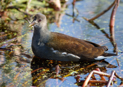 Gallinule d'Amrique / Gallinula galeata / Common Gallinule