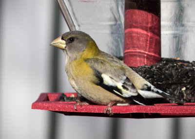 Grosbec errant/Hesperiphona vespertina / Evening Grosbeak