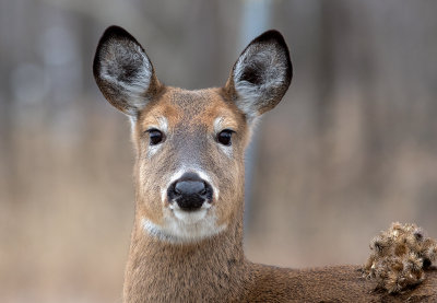Cerf de Virginie / Odocoileus virginianus / White-tailed deer