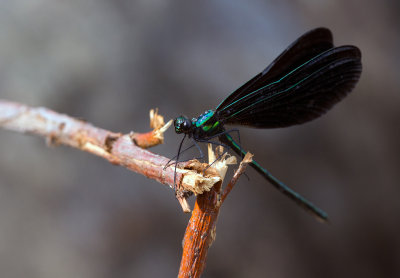 le caloptéryx bistré / Calopteryx maculata / ebony jewelwing - Mâle