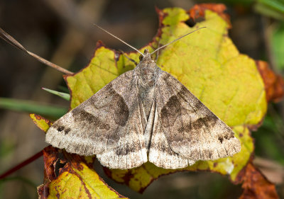 Arpenteuse du trfle / Caenurgina crassiuscula / Clover Looper Moth (8738)