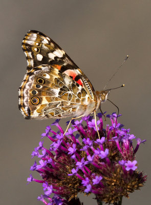 Belle dame / Vanessa cardui / Painted Lady