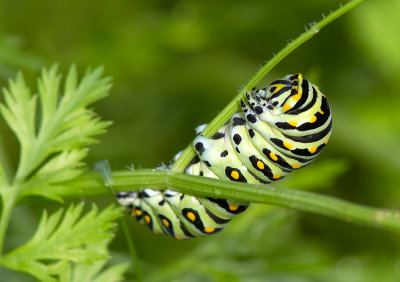 Chenille, Papillon du cleri / Black Swallowtail / Papilio polyxenes