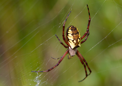 -- Arachnides --