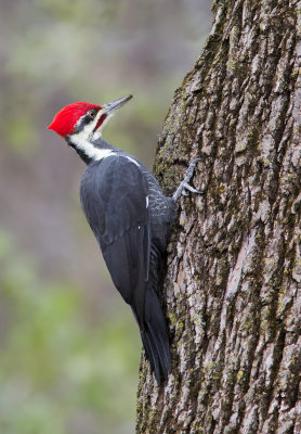 Grand pic / Dryocopus pileatus / Pileated Woodpecker