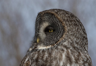 Chouette lapone / Strix nebulosa / Great Grey Owl