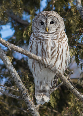 Chouette raye / Strix varia / Northern Barred Owl
