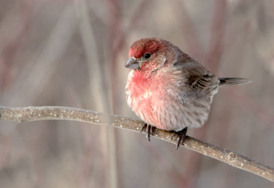 Roselin familier / Haemorhous mexicanus / House Finch