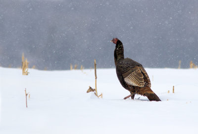Dindon sauvage / Meleagris gallopavo / Wild Turkey