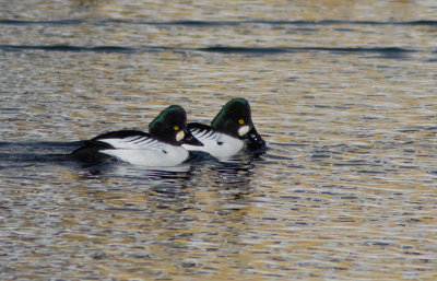 Garrot à oeil d'or / Bucephala clangula / Common Goldeneye