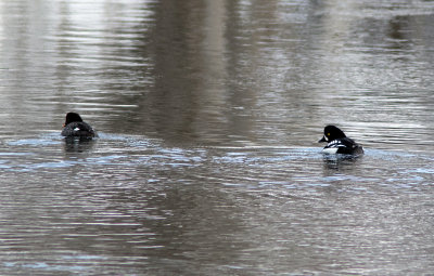 Garrot d'Islande / Bucephala islandica / Barrow's Goldeneye