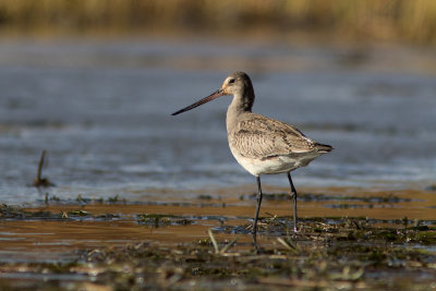 Barge hudsonienne / Limosa haemastica / Hudsonian Godwit