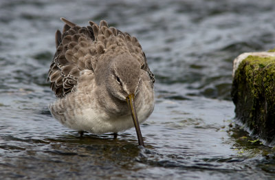 Bécassin à long bec / Limnodromus scolopaceus / Long-billed Dowitcher