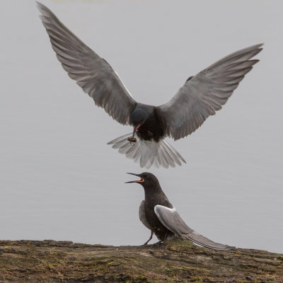 Guifette noire / Chlidonias niger / Black Tern