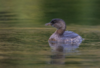 Grbe  bec bigarr / Podilymbus podiceps / Pied-billed Grebe