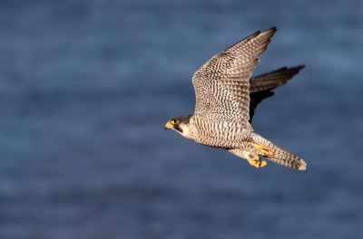 Faucon plerin / Falco peregrinus / Peregrine Falcon