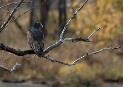 Urubu  tte rouge / Cathartes aura / Turkey Vulture
