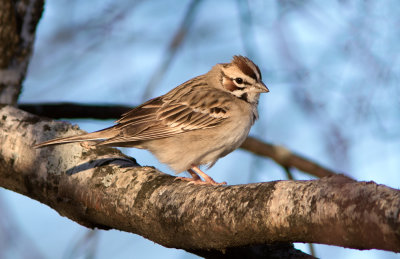 Bruant à joues marron / Chondestes grammacus / Lark Sparrow