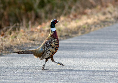 Faisan de Colchide / Phasianus colchicus / Common Pheasant