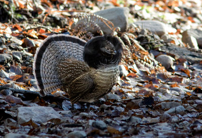 Gélinotte huppée / Bonasa umbellus / Ruffed Grouse