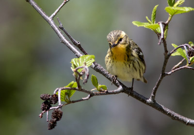 Paruline à gorge orangée / Setophaga fusca / Blackburnian Warbler