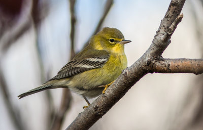 Paruline des pins / Setophaga pinus / Pine Warbler