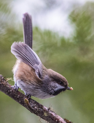 Mésange à tête brune / Poecile hudsonicusBoreal / Chickadee