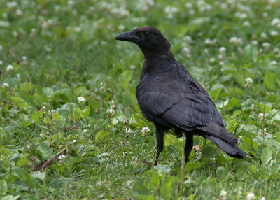 Corneille d'Amrique / Corvus brachyrhynchos / American Crow