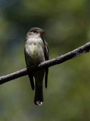 Pioui de l'Est / Contopus virens	 / Eastern Wood Pewee