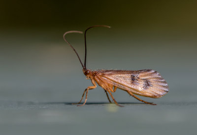Trichoptera sp.