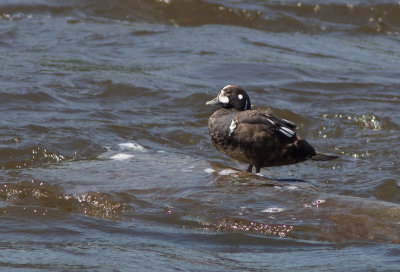 Arlequin plongeur / Histrionicus histrionicus / Harlequin Duck