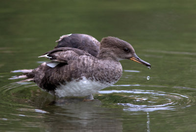 Harle couronné / Lophodytes cucullatus / Hooded Merganser
