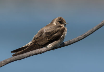 Hirondelle  ailes hrisses / Stelgidopteryx serripennis / Northern Rough-winged Swallow