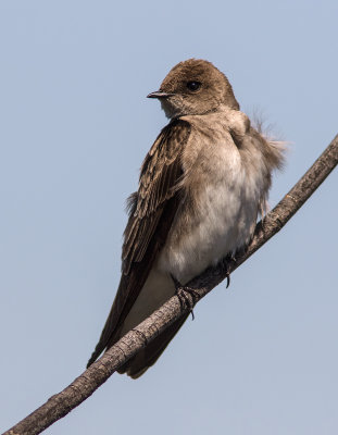Hirondelle  ailes hrisses / Stelgidopteryx serripennis / Northern Rough-winged Swallow