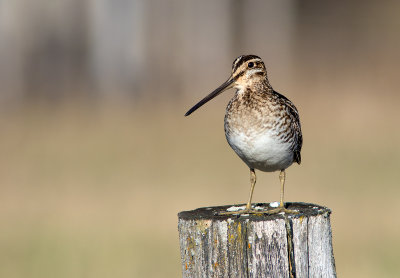 Bécassine de Wilson - Gallinago gallinago - Common Snipe