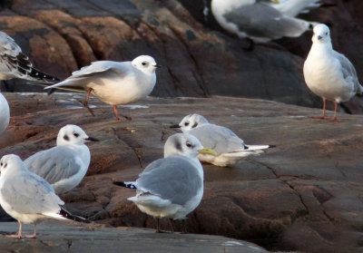 Mouette rosée / Rhodostethia rosea / Ross's Gull