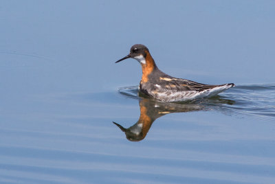 Phalarope à bec étroit / Phalaropus lobatus / Red-necked Phalarope