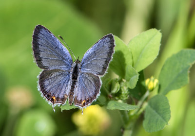 Bleu porte-queue de l'est / Everes comyntas  / Eastern Tailed Blue