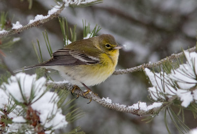 Paruline des pins / Setophaga pinus / Pine Warbler