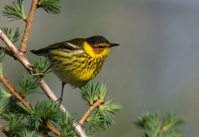 Paruline tigrée / Setophaga tigrina / Cape May Warbler