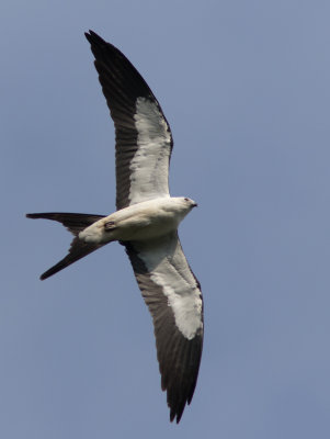 Milan  queue fourchue / Elanoides forficatus / Swallow-tailed Kite