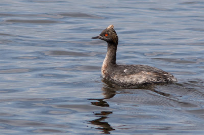 Grbe  cou noir / Podiceps nigricollis / Black-necked Grebe