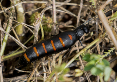 Berbéroméloé majalis / Berberomeloe malais / Red-striped oil beetle