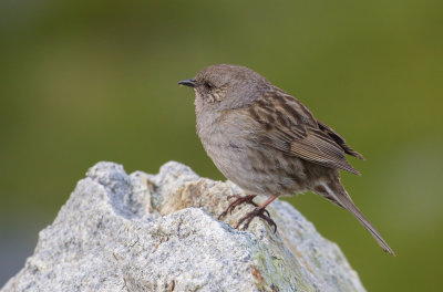 Accenteur mouchet / Prunella modularis / Dunnock