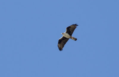 Aigle de Bonelli / Hieraaetus fasciatus / Bonelli's Eagle