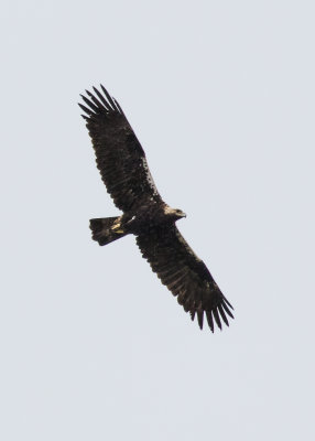 Aigle ibérique / Aquila adalberti / Spanish Eagle
