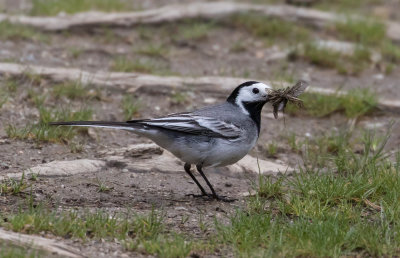 Bergeronnnette grise / Motacilla alba / White Wagtail