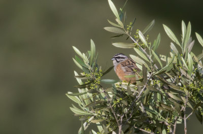 Bruant fou / Emberiza cia / Rock Bunting