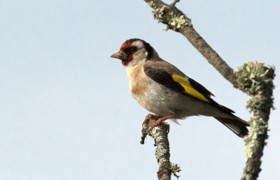 Chardonneret élégant / Carduelis carduelis / European Goldfinch